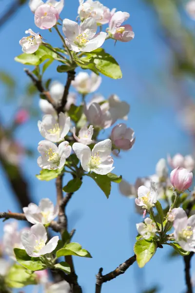 Blommor på träd i naturen — Stockfoto