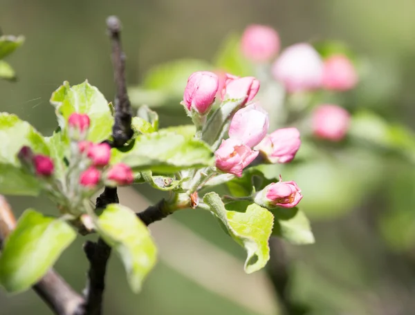 Fleurs sur l'arbre dans la nature — Photo