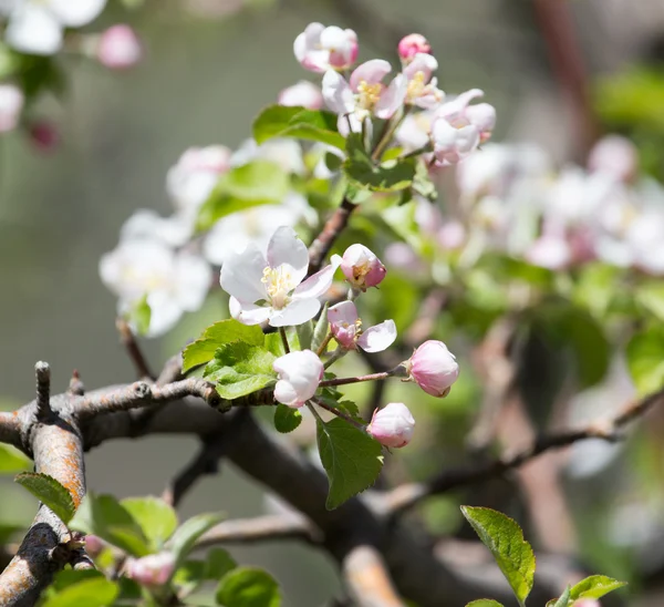 Flores en el árbol en la naturaleza —  Fotos de Stock