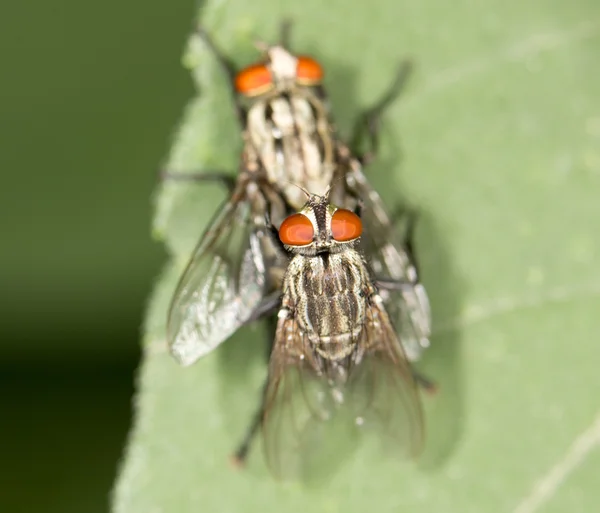 Levande insekter i naturen — Stockfoto