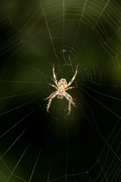 Levande insekter i naturen — Stockfoto