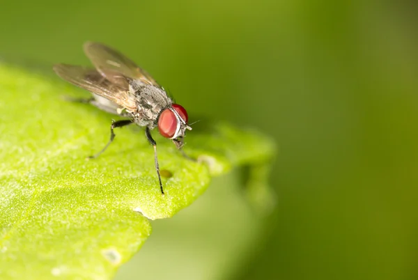 자연 속에서 사는 곤충 — 스톡 사진