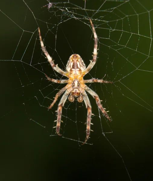 Levende insekter i naturen – stockfoto