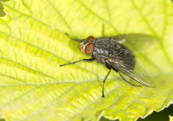 Insecto vivo en la naturaleza — Foto de Stock