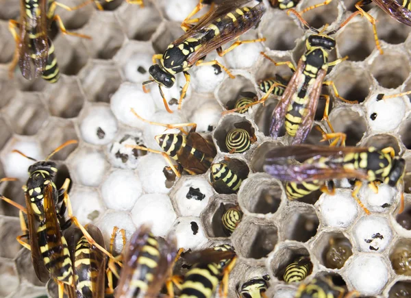 Insecto vivo en la naturaleza — Foto de Stock