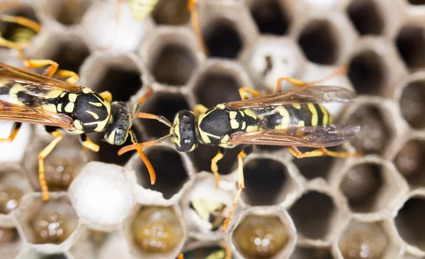 Lebende Insekten in der Natur — Stockfoto