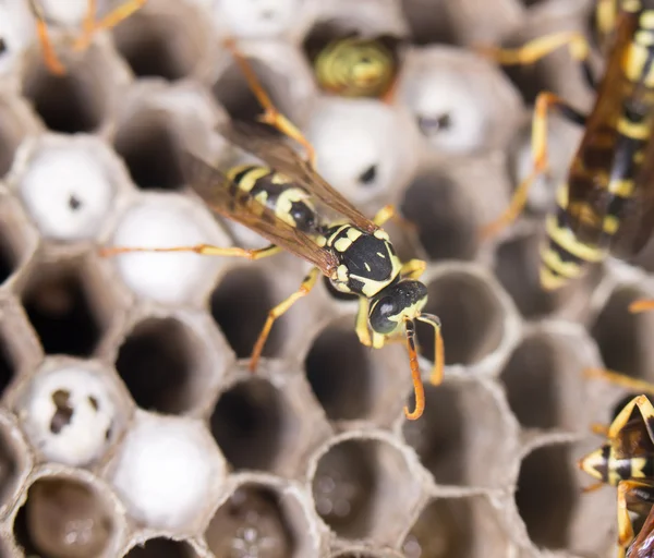 Lebende Insekten in der Natur — Stockfoto