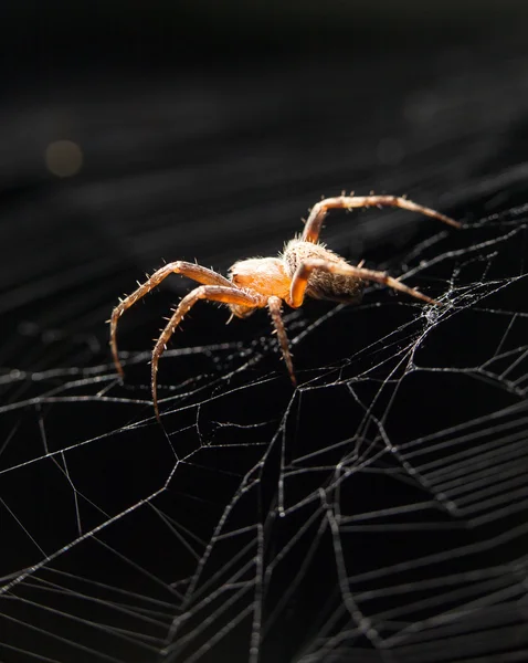 Levande insekter i naturen — Stockfoto