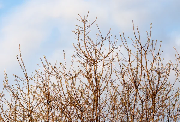Holé větve stromů proti modré obloze — Stock fotografie