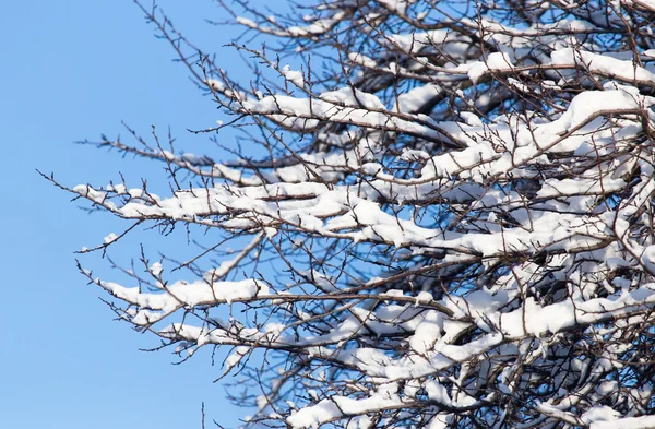 Gyönyörű természet téli háttér — Stock Fotó