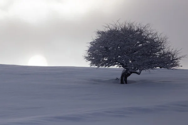 Bella natura in inverno come sfondo — Foto Stock