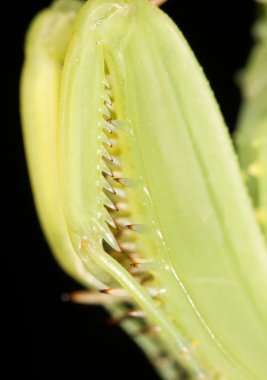 Mantis patates böceği, yakın çekim yiyecek