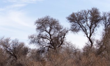 Mavi gökyüzüne karşı yapraksız ağaç dalları