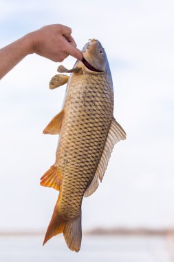 bir balığa balık tanımlama bilgisi