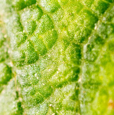 yeşil yaprak. Super makro