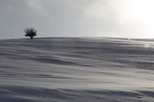 Schöne Natur im Winter als Hintergrund — Stockfoto