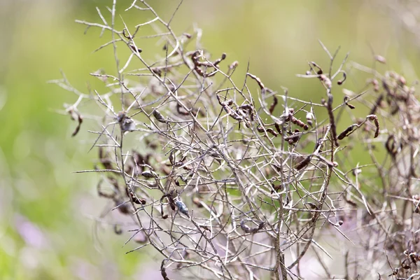 Planta espinosa seca en la naturaleza —  Fotos de Stock