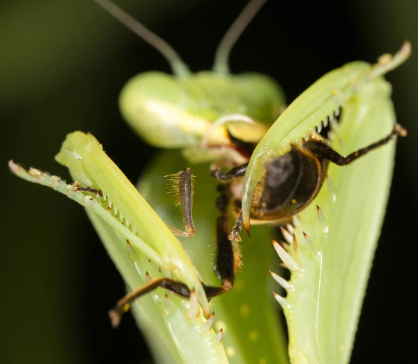 Mantis come escarabajo de la patata, primer plano — Foto de Stock