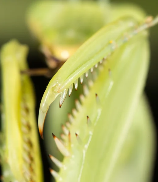 Mantis mănâncă gândac de cartofi, close-up — Fotografie, imagine de stoc