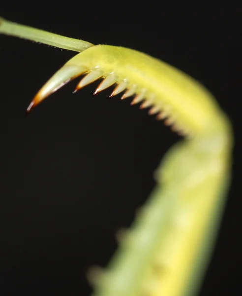 Mantis eats potato beetle, close-up — Stock Photo, Image