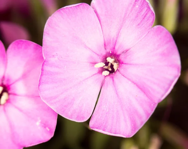 Hermosa flor rosa en la naturaleza, primer plano — Foto de Stock