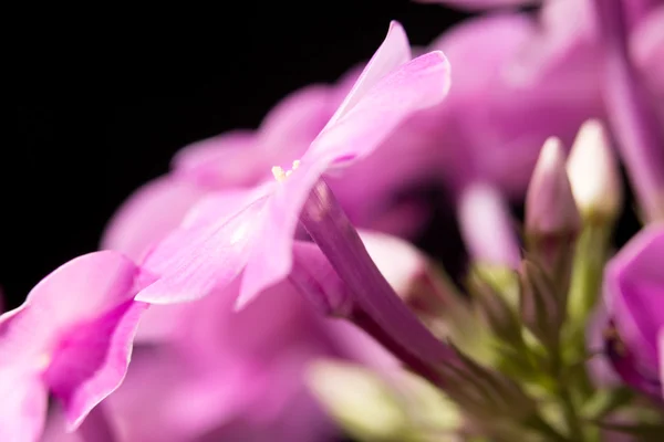Schöne rosa Blume in der Natur, Nahaufnahme — Stockfoto