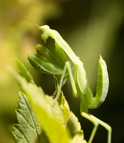 Bidsprinkhaan eet aardappel kever, close-up — Stockfoto