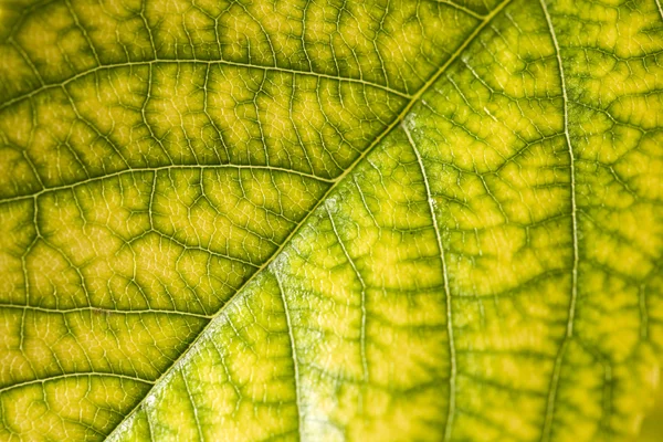 Blad i naturen. tæt på - Stock-foto