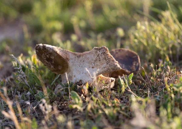 Caballo de hueso en la naturaleza —  Fotos de Stock