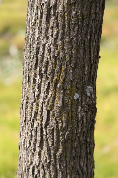 Stam van een boom in een park op de natuur — Stockfoto