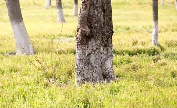 Doğadaki parktaki bir ağacın gövdesi. — Stok fotoğraf