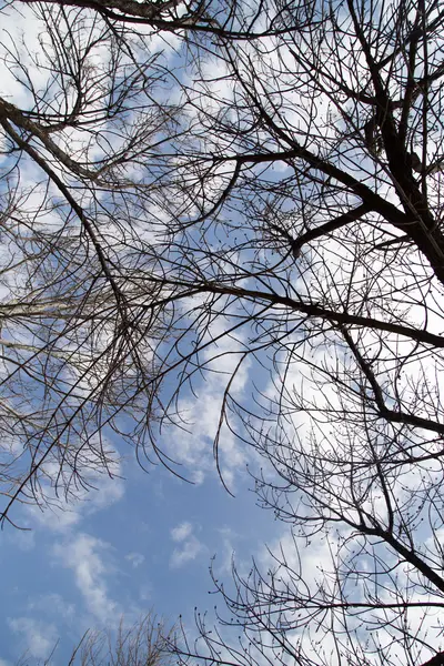 Nøgne træ grene mod den blå himmel - Stock-foto