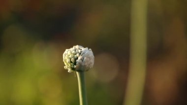 Bitki akşam güneşinde rüzgarda hareket ediyor.