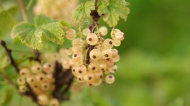 Çalının üzerinde büyüyen beyaz böğürtlenler