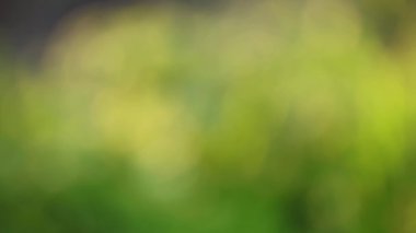 Parlak yeşilliğin odaksız görüntüsü