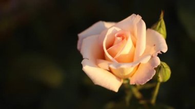Akşam güneşinde çiçek açan pembe gülün görüntüsü.