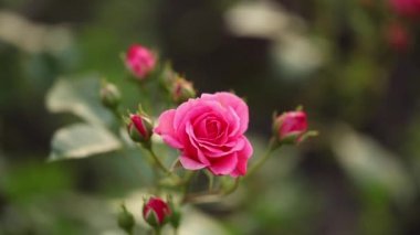Çiçek açan pembe güllerin büyüyen görüntüleri