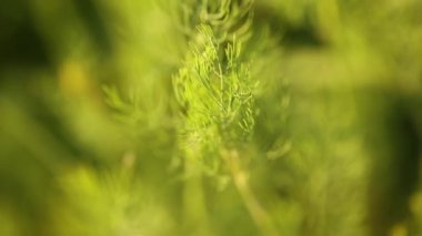 Bitkiler akşam güneşinde rüzgarda hareket ediyor.