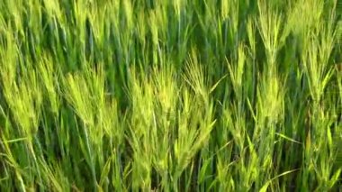 Kamera güneşte hareket ediyor. Yeşil dikenler yanıyor.