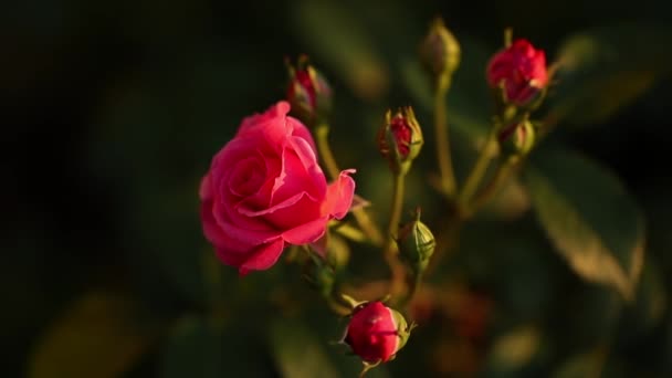 Zooming Footage Blooming Pink Roses — Stock Video