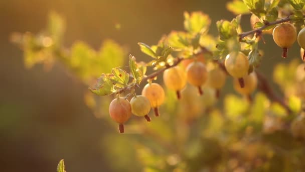 Zoomaufnahmen Von Stachelbeeren Die Sonnenlicht Auf Einem Strauch Wachsen — Stockvideo