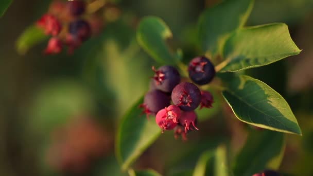 ブッシュで成長する赤い果実を拡大するカメラ — ストック動画