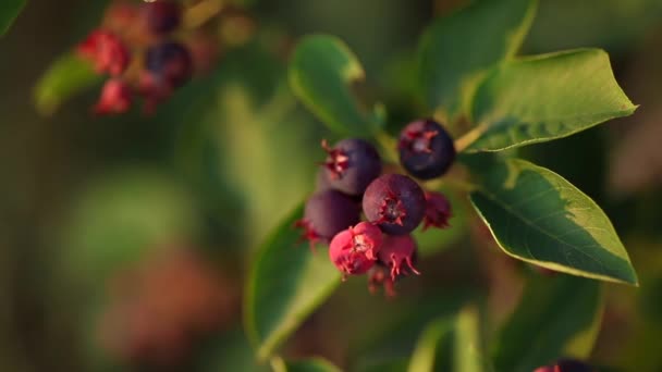 Kamera Zoomt Rote Beeren Die Strauch Wachsen — Stockvideo