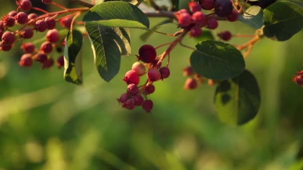 Kamera Zoomt Rote Beeren Die Strauch Wachsen — Stockvideo