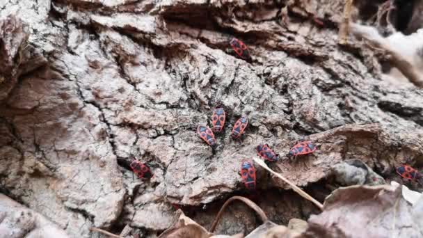 Bichos rojos en el follaje en primavera. Insectos — Vídeo de stock
