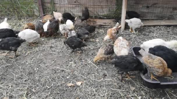 Galline galline nella fattoria. Uccello — Video Stock