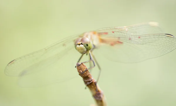 Dierlijk — Stockfoto