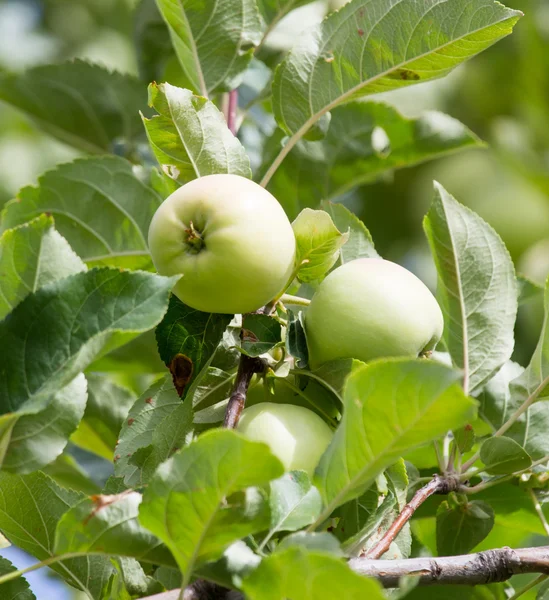 Nature — Stock Photo, Image