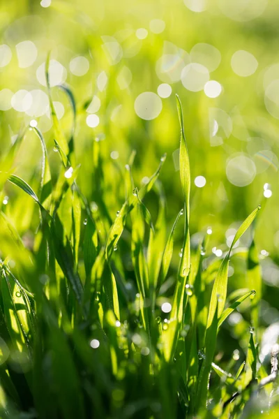 Naturaleza — Foto de Stock