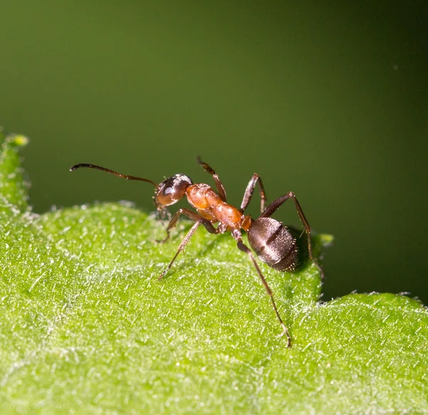 Natuur — Stockfoto